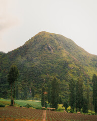 Small hill in Dieng in the morning