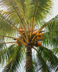 Coconut trees with angle from below.