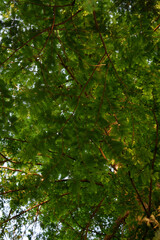 Tree and green leaves in the forest