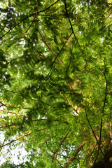 Tree and green leaves in the forest