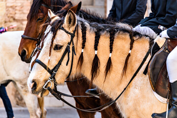 Beautiful black horse pulling a carriage at the tres tombs festival in igualada barcelona