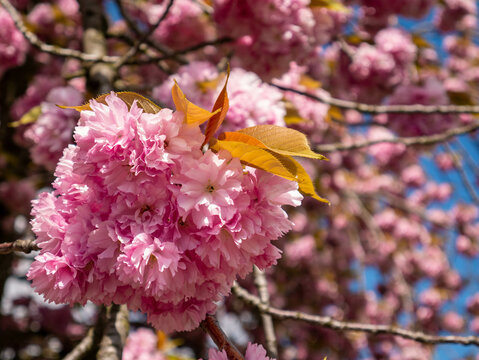 Prunus kanzan blooming