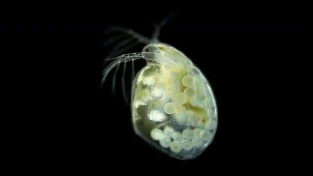 Water flea Daphnia Simocephalus vetulus under a microscope, class Branchiopoda, famile Daphniidae. Dwells in fresh water. Female with eggs.