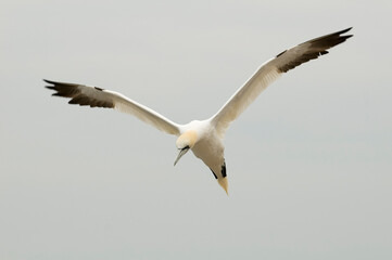 Northern gannet (Morus bassanus) in Bass Rock