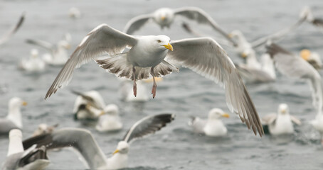 Yellow-legged gull (Larus michahellis)