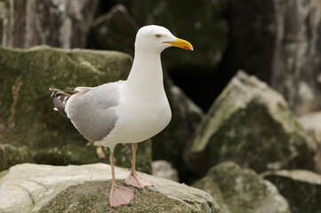 Obraz premium Yellow-legged gull (Larus michahellis)