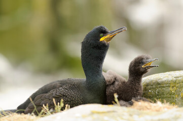 European shag or common shag (Phalacrocorax aristotelis)