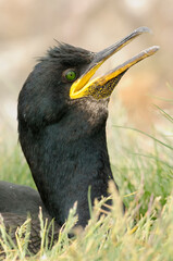 European shag or common shag (Phalacrocorax aristotelis)