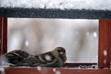 A female common redpoll with a bright red patch on its forehead sitting inside a wooden bird feeder, snowy weather