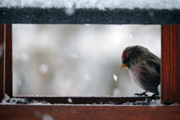 A female common redpoll with a bright red patch on its forehead sitting inside a wooden bird feeder, snowy weather
