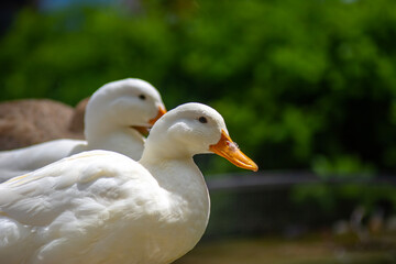 
Beautiful Duck Swimming  The duck family swims in the lake.
Duck family swimming with duck chicks
