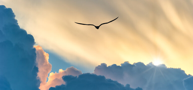 Sunset Bird Surreal Inspirational Nature Abstract