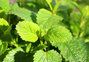 Melissa. Perennial essential oil plant with lemon aroma and citrus taste. Young green fresh leaves growing outdoors.