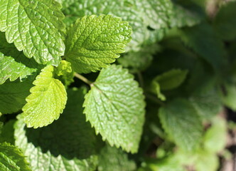 Melissa. Perennial essential oil plant with lemon aroma and citrus taste. Young green fresh leaves growing outdoors.