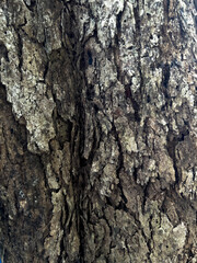 bark of a tree