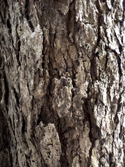 bark of a tree