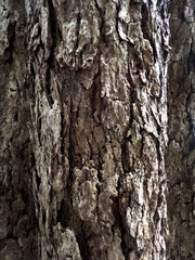 bark of a tree