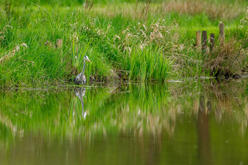 A Gray Heron in the wetlands