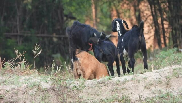GHot lamb playing -drinking milk.