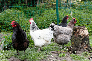 jardin de mr christian quintin