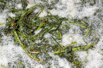 jardin de mr christian quintin