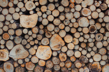 A pile of downed tree trunks.