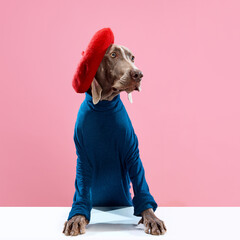 Amusing fluffy friend. Portrait of funny Weimaraner with brown fur in fashion clothes looking away over pink studio background. Dog after grooming. Friend, love, care and animal health concept