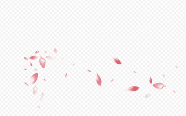 White Flower Vector Transparent Background.