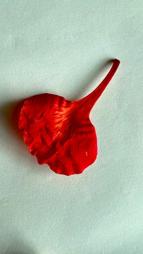 red flower pedal with shadow