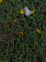 yellow flowers and moss on ground