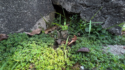 tile shift shot of moss on ground