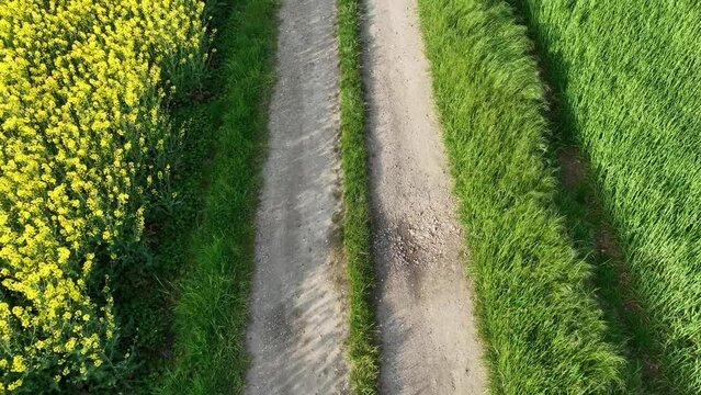 suivi d'un chemin de campagne en vue a&eacute;rienne avec &eacute;l&eacute;vation au dessus d'un magnifique champ de colza