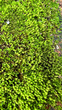 green moss background