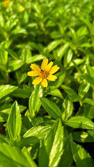 yellow flower with leaves