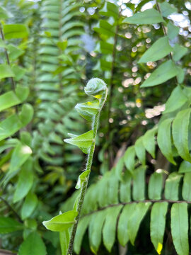 close up of fern