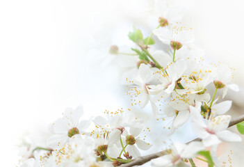 Beautiful branches of blossoming cherries. Beautiful abstract spring background. . Copy space