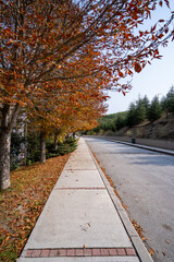 Empty road and sidewalk, yellowed trees and fallen leaves
