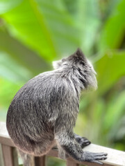 back of a long-tailed monkey