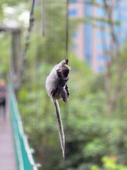 long-tailed monkey on iron cable