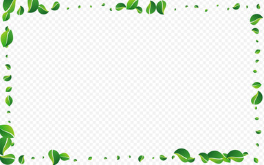 Olive Foliage Realistic Vector Transparent