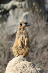 Fototapeta premium suricata no safari