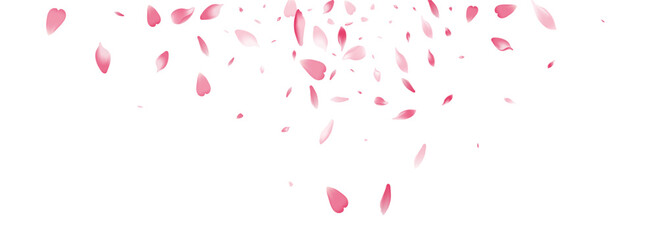 Purple Sakura Petal Vector White Background. Pink
