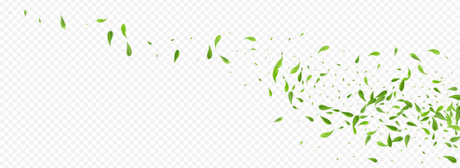 Lime Leaf Transparent Vector Panoramic