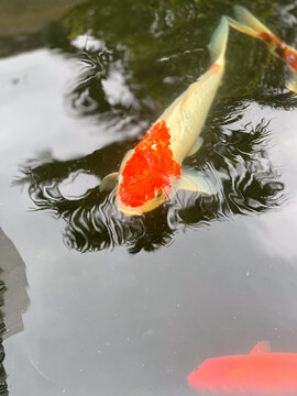 red white koi fish in a pound