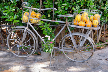 Orangen auf einem Fahrrad zur Dekoration, Soller, Mallorca, Spanien