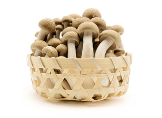 mushrooms isolated on white