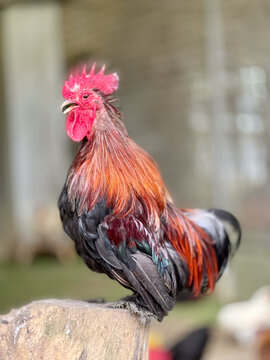 rooster in the farm