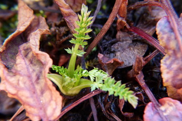 Junge Pflanze am treiben - Waldgebiet
