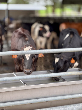 cows in a farm