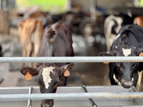 cows in a farm
